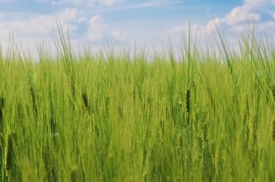 Scenic view of grassy field against sky