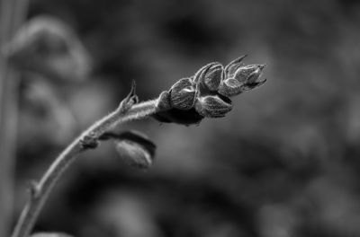 Close-up of flower bud