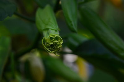 Close-up of succulent plant