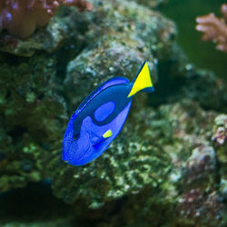 Fish swimming in sea