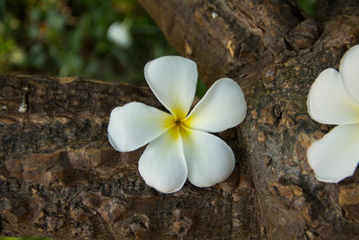 Close-up of white flower growing on tree