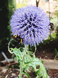 Close-up of bee pollinating on flower