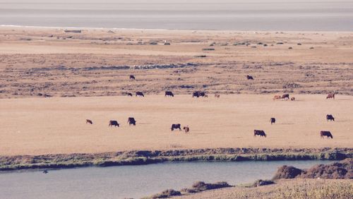 Scenic view of cows grazing on field