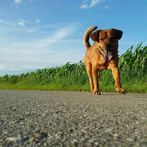 Dog on road