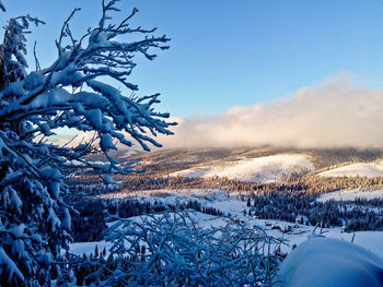 Bare trees on snow covered landscape against blue sky