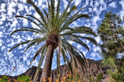 Low angle view of palm trees against sky