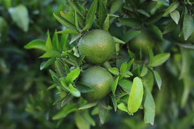 Close-up of fruits growing on tree