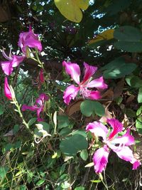 Close-up of pink flowers blooming outdoors