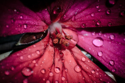 Close-up of raindrops on pink flower