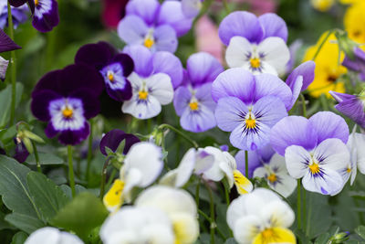 Close-up of purple flowering plants