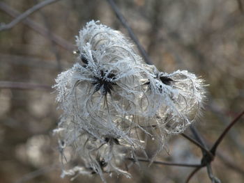 Close-up of frozen plant during winter