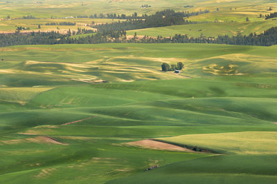 High angle view of agricultural field