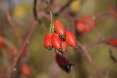 Close-up of red berries growing on tree