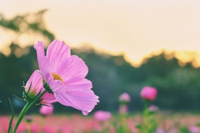 Close-up of pink cosmos flower