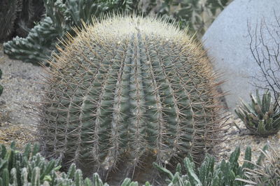 Close-up of thistle cactus