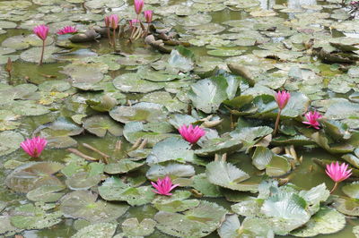 Pink flowers blooming outdoors