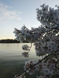 Close-up of flowers on tree against sky