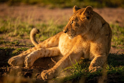 Lioness sitting in field