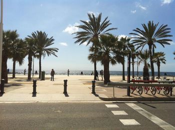 Palm trees at beach against sky