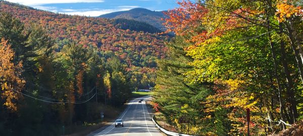 High angle view of road amidst trees in forest