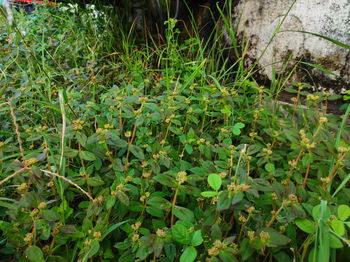 High angle view of flowering plants on field