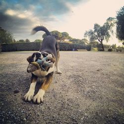 Dog with dog in background