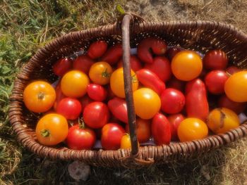 High angle view of tomatoes in basket
