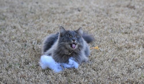 View of a playful cat on field