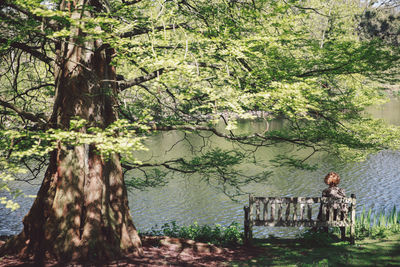 Trees in the forest