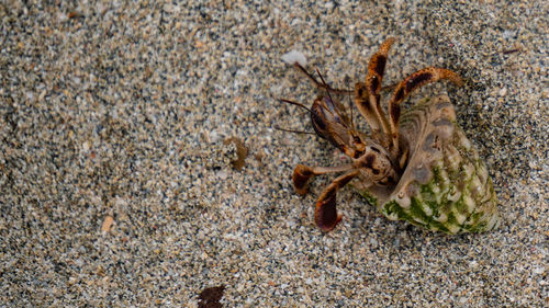 High angle view of spider on beach