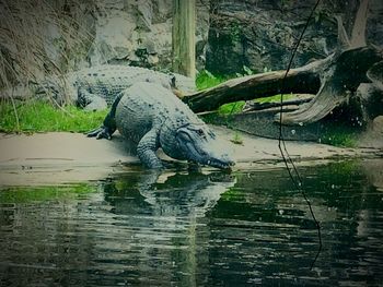 View of a duck in a lake