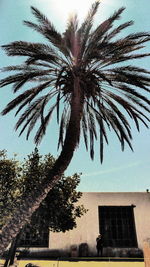 Low angle view of palm tree against clear sky