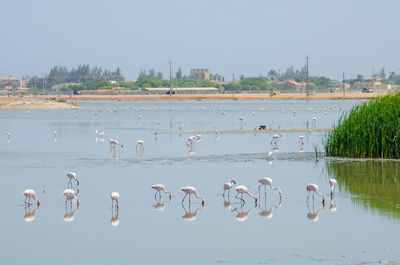 Flamingo birds on lake against clear sky, lobito, angola
