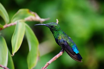 Close-up of bird perching on branch