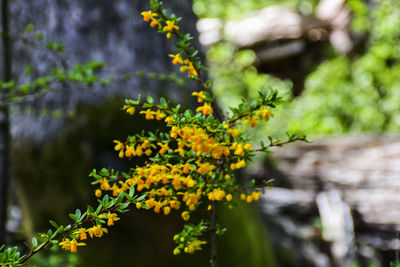 Close-up of flowers blooming outdoors