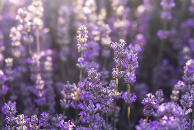 Close-up of purple flowering plants on field