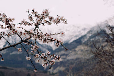 Low angle view of cherry blossom tree