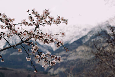 Blossoming almonds against the backdrop of snowy mountains