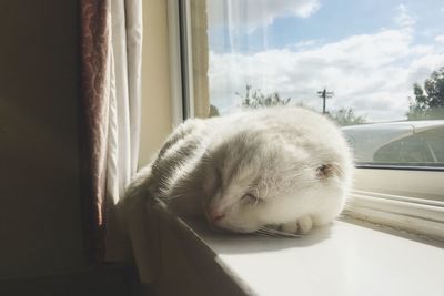 Close-up of cute sleeping cat