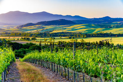 Scenic view of vineyard against sky