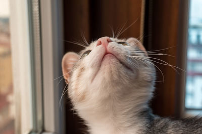 Close-up of cat at home looking up