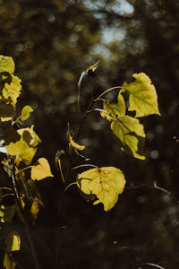 Close-up of yellow leaves against blurred background