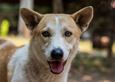 Close-up portrait of dog