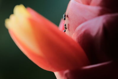 Close-up of orange flower petal