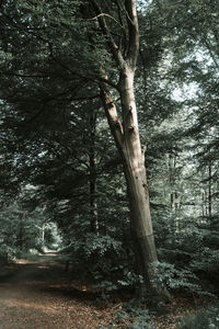 Tree trunk in forest