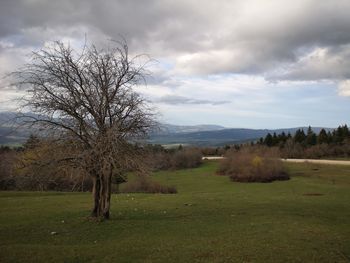 Bare trees on field against sky