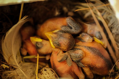 Close-up of fruits