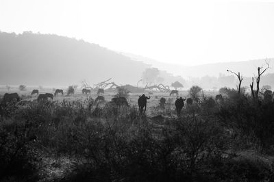 Panoramic view of wildebeest on field against sky