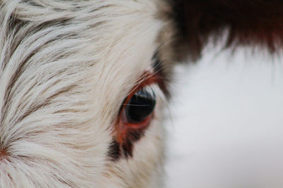 Close-up of a horse eye