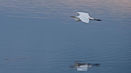 Seagull flying over white background